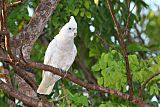 Little Corella